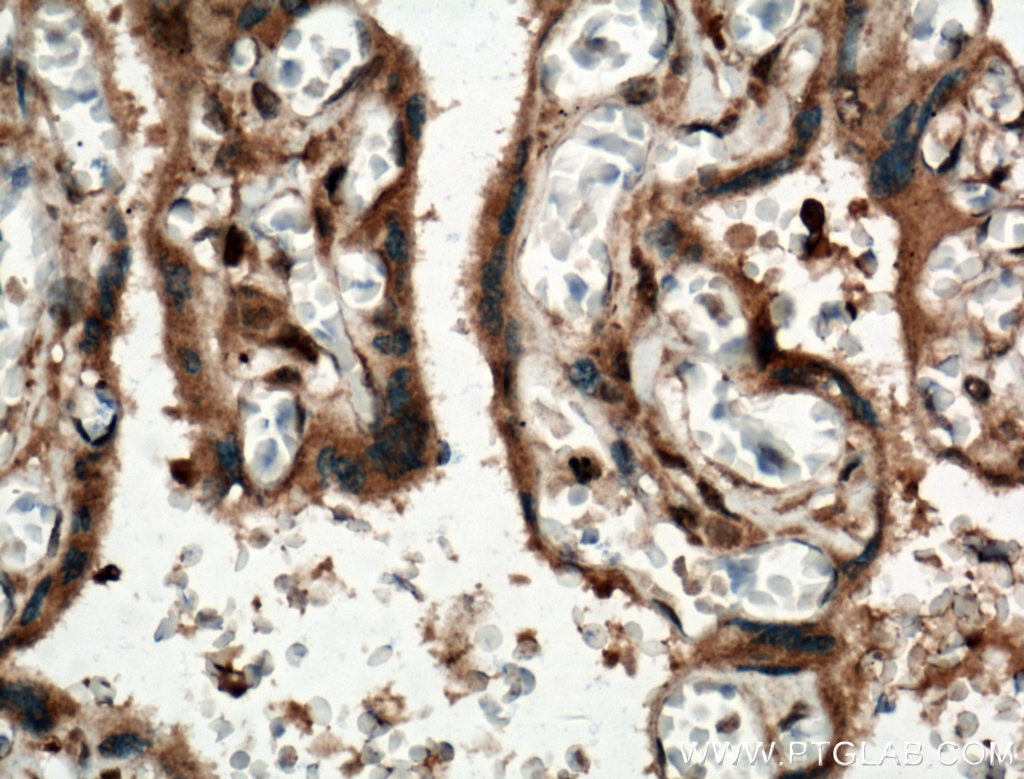 Immunohistochemistry (IHC) staining of human placenta tissue using IGSF2 Polyclonal antibody (26047-1-AP)