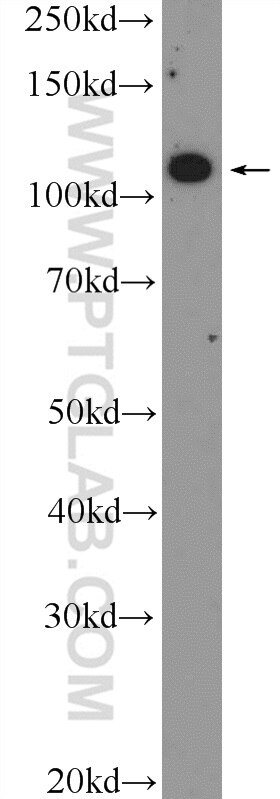 Western Blot (WB) analysis of RAW 264.7 cells using IGSF2 Polyclonal antibody (26047-1-AP)