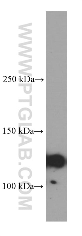 Western Blot (WB) analysis of RAW 264.7 cells using IGSF2 Monoclonal antibody (66333-1-Ig)