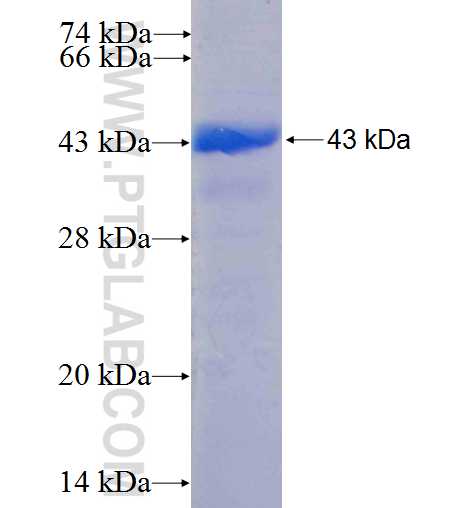 IGSF2 fusion protein Ag23297 SDS-PAGE