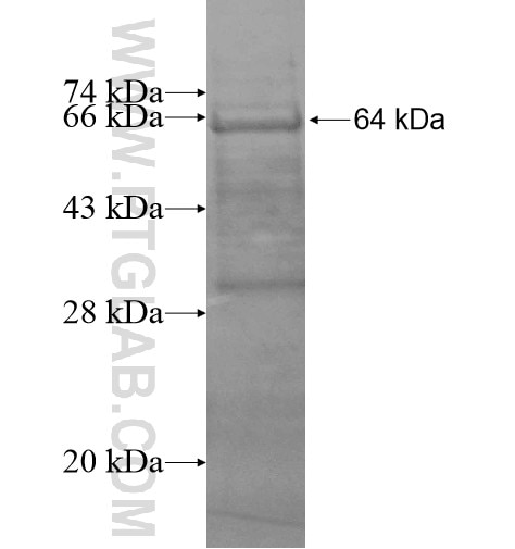 IGSF21 fusion protein Ag15054 SDS-PAGE