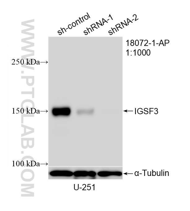 WB analysis of U-251 using 18072-1-AP Western Blot (WB) analysis of U-251 cells using IGSF3 Polyclonal antibody (18072-1-AP)