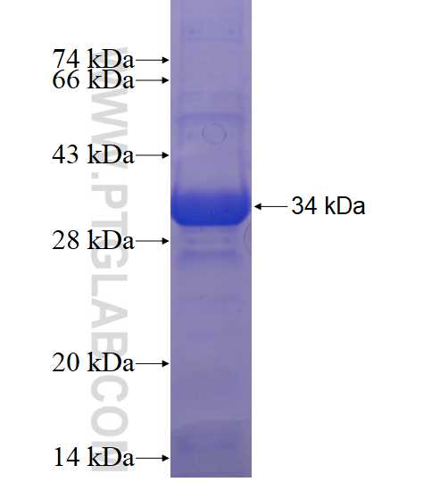 IGSF5 fusion protein Ag18169 SDS-PAGE