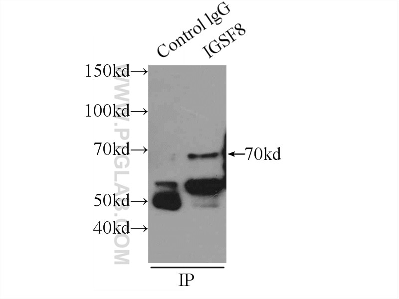 Immunoprecipitation (IP) experiment of mouse brain tissue using IGSF8/CD316 Polyclonal antibody (14387-1-AP)