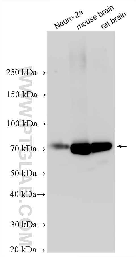 Western Blot (WB) analysis of various lysates using IGSF8/CD316 Polyclonal antibody (33948-1-AP)