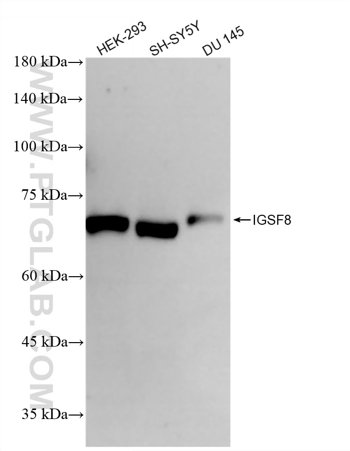 Western Blot (WB) analysis of various lysates using IGSF8/CD316 Recombinant monoclonal antibody (86341-3-RR)