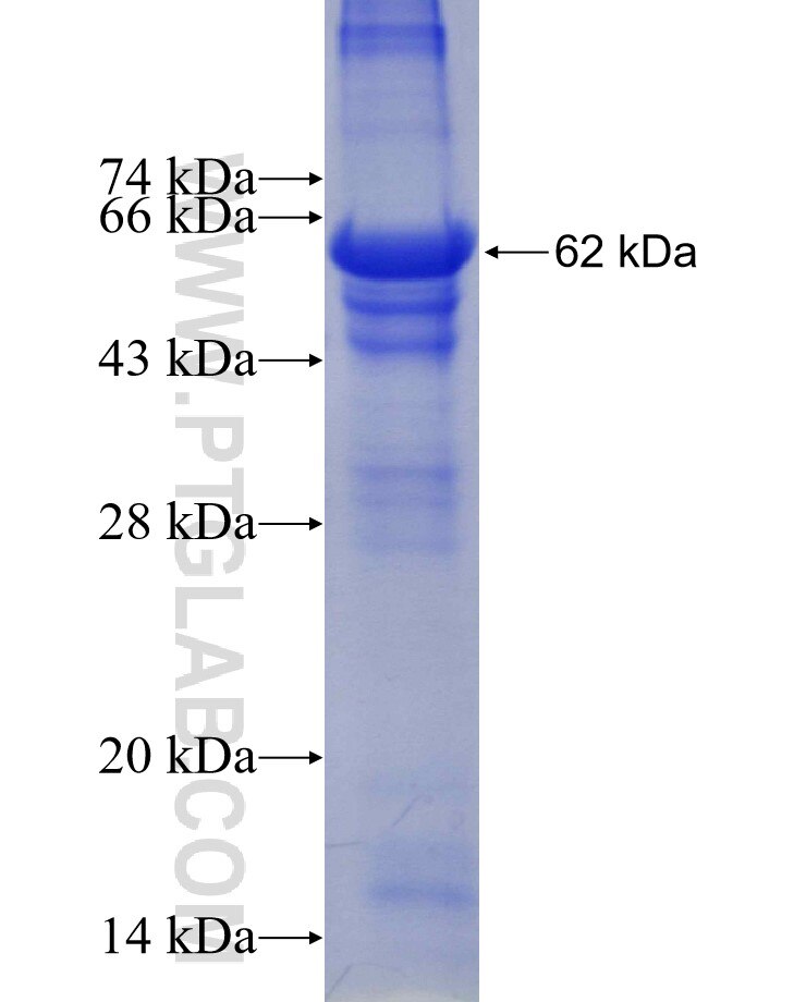 IGSF8 fusion protein Ag5846 SDS-PAGE
