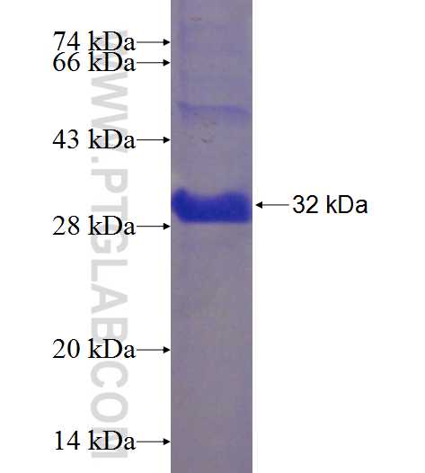 IGSF9 fusion protein Ag23873 SDS-PAGE