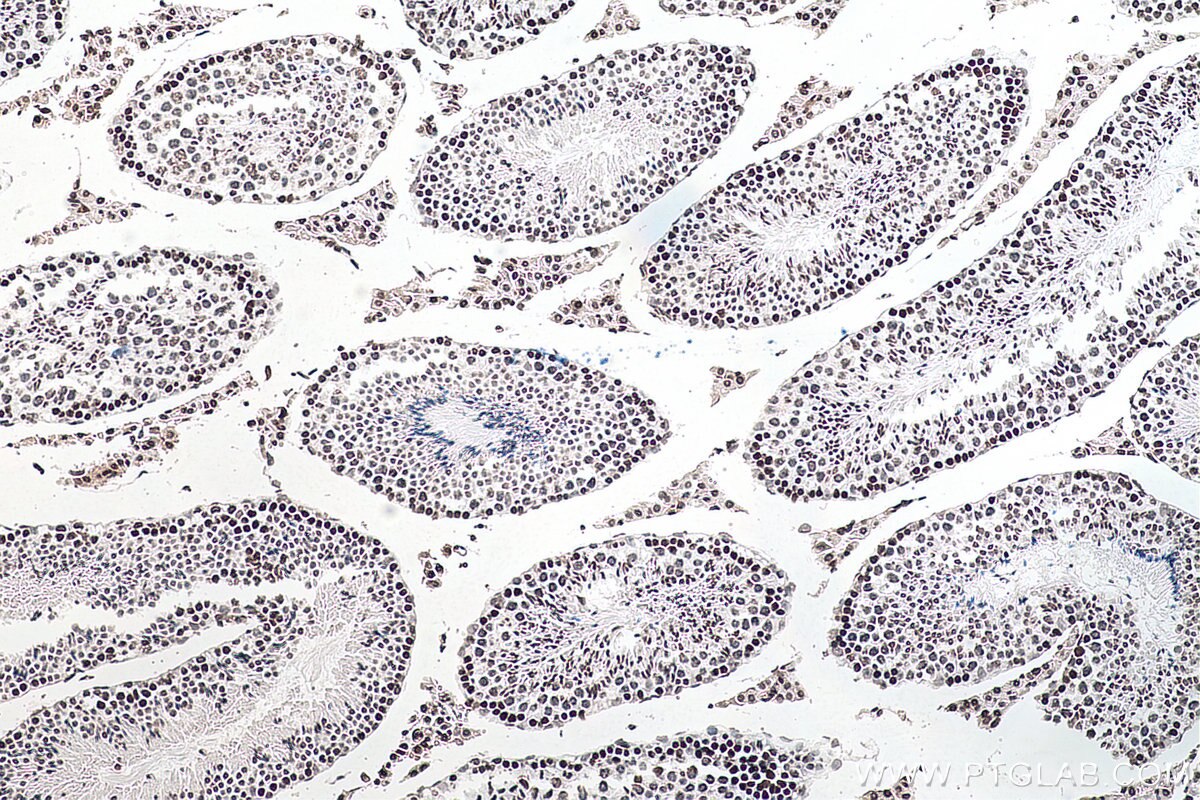 Immunohistochemical analysis of paraffin-embedded mouse testis tissue slide using 68055-1-Ig (m6A antibody) at dilution of 1:4000 (under 10x lens). Heat mediated antigen retrieval with Tris-EDTA buffer (pH 9.0).