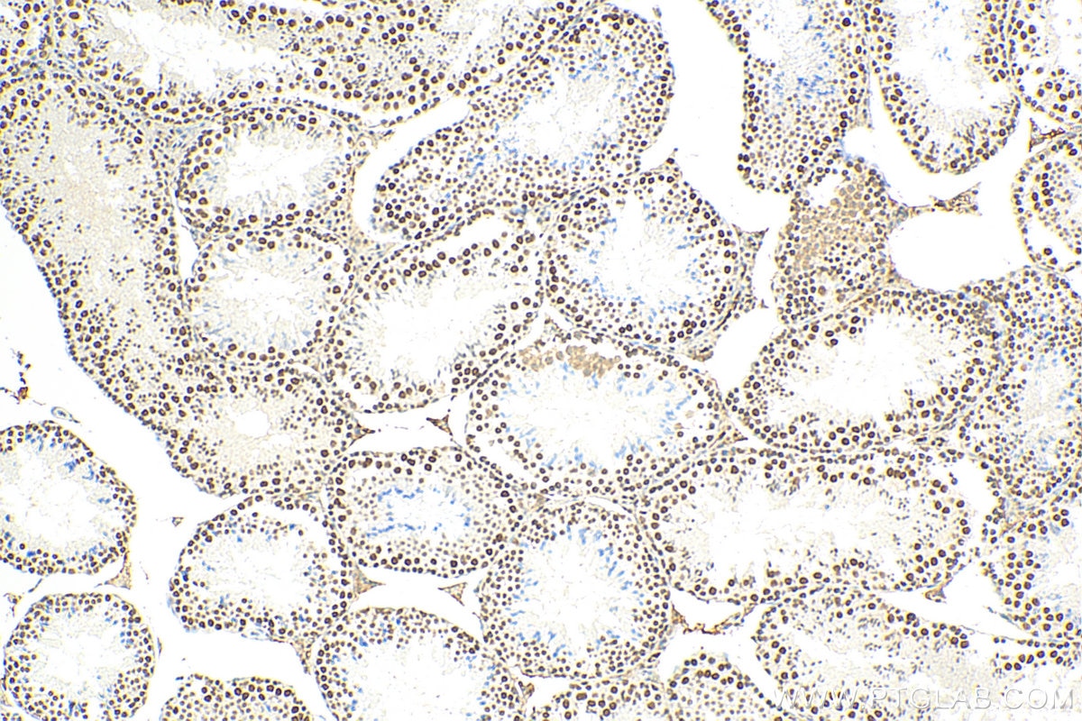 Immunohistochemical analysis of paraffin-embedded mouse testis tissue slide using 80323-1-RR (METTL3 antibody) at dilution of 1:200 (under 10x lens). Heat mediated antigen retrieval with Tris-EDTA buffer (pH 9.0).