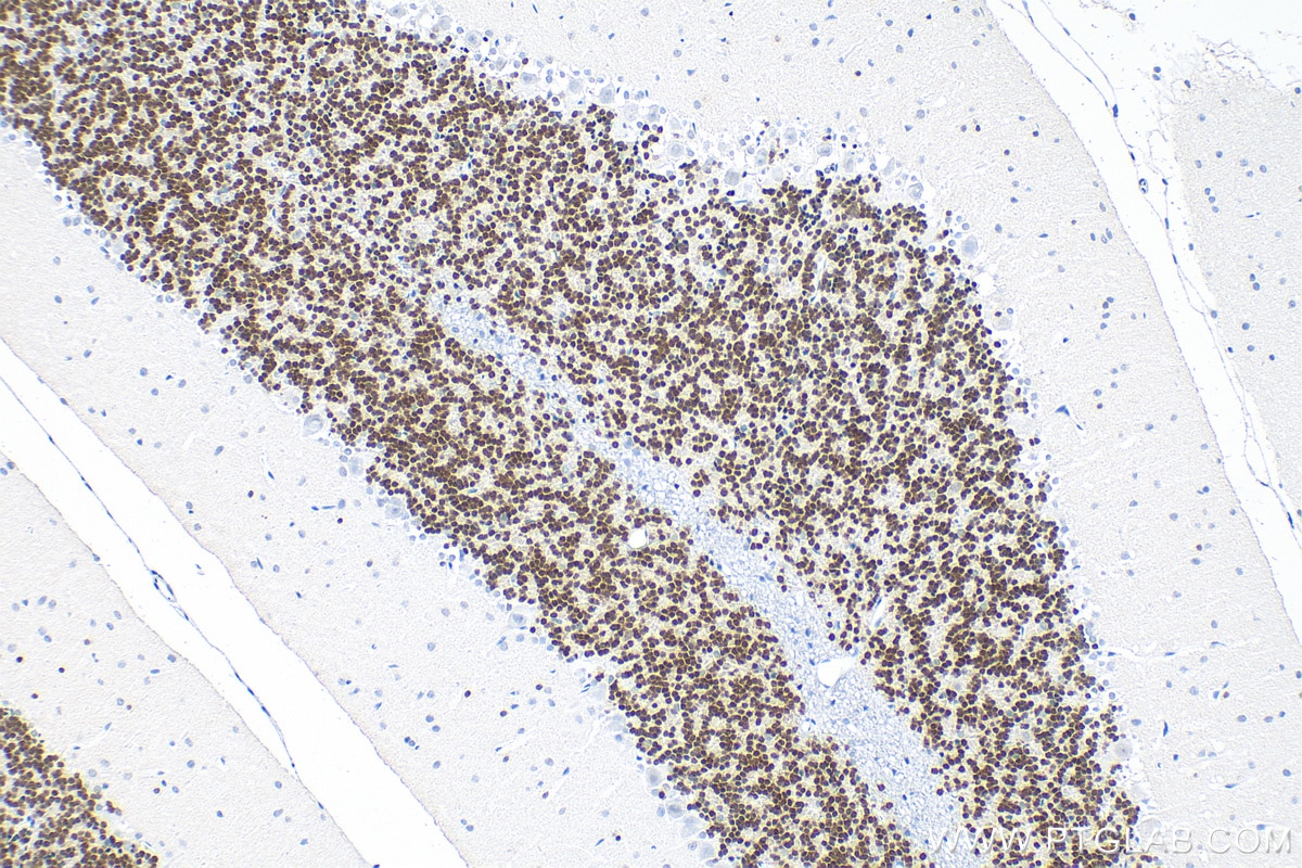 Immunohistochemical analysis of paraffin-embedded rat cerebellum tissue slide using 66836-1-Ig (NeuN antibody) at dilution of 1:5000 (under 10x lens). Heat mediated antigen retrieval with Sodium Citrate buffer (pH 6.0).