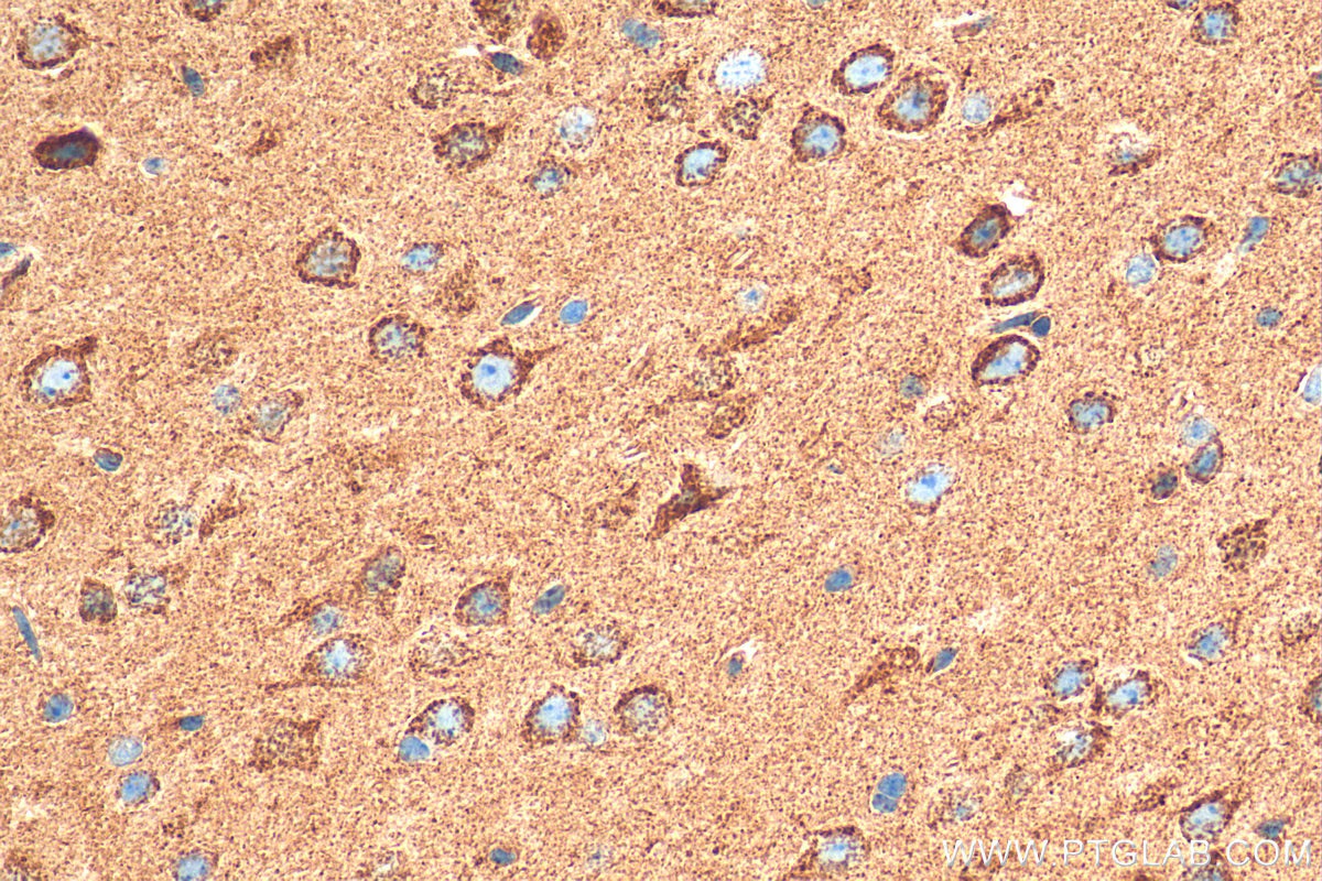 Immunohistochemical analysis of paraffin-embedded mouse brain tissue slide using 81486-1-RR (GLS antibody) at dilution of 1:400 (under 40x lens). Heat mediated antigen retrieval with Tris-EDTA buffer (pH 9.0).