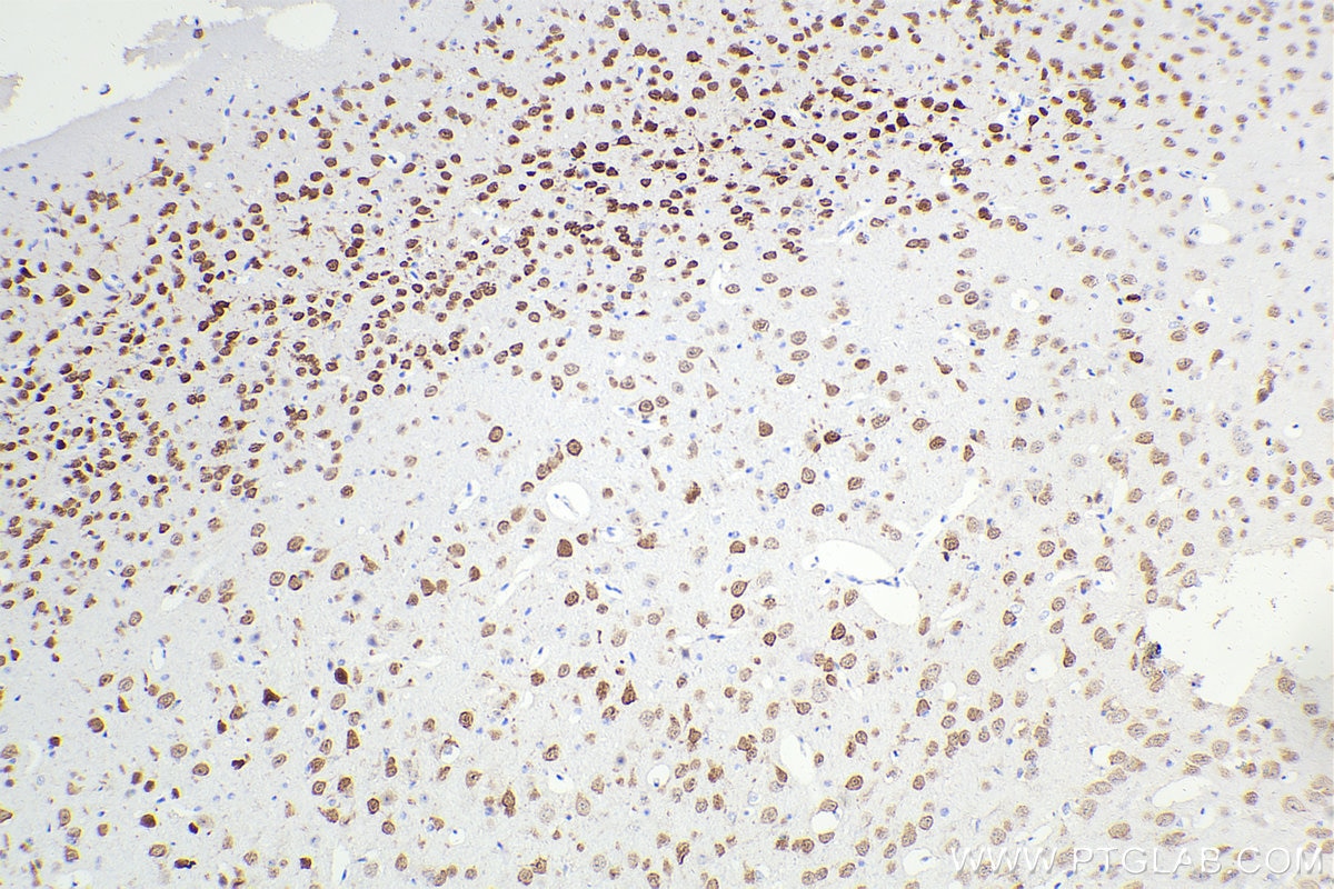 Immunohistochemical analysis of paraffin-embedded mouse brain tissue slide using 66836-1-Ig (NeuN antibody) at dilution of 1:5000 (under 10x lens). Heat mediated antigen retrieval with Tris-EDTA buffer (pH 9.0). Multi-rAb Polymer HRP-Goat anti-Mouse Recombinant secondary antibody RGAM011 was used for detection. The staining was performed on Celnovte's CNT360-M1 autostainer.