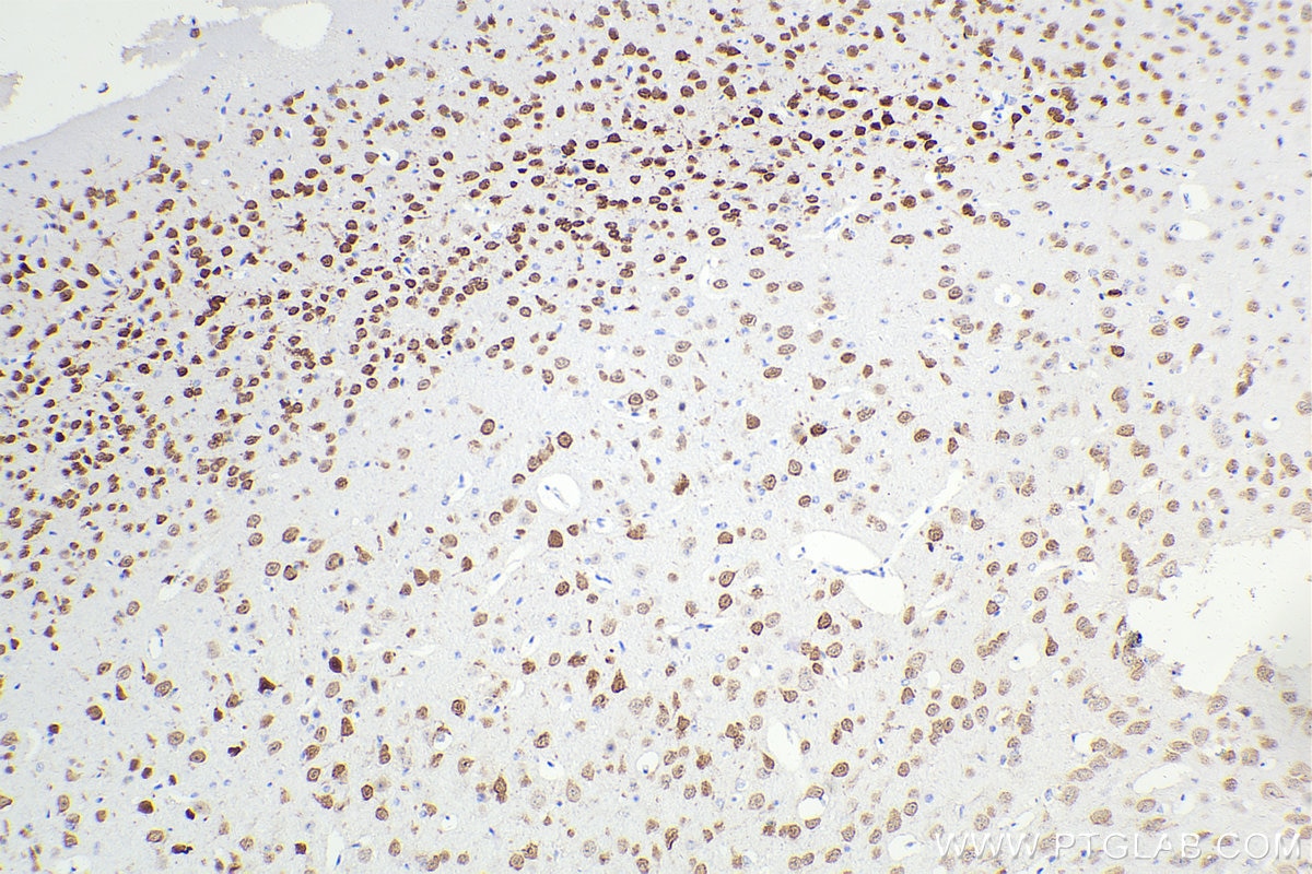 Immunohistochemical analysis of paraffin-embedded mouse brain tissue slide using 66836-1-Ig (NeuN antibody) at dilution of 1:5000 (under 10x lens). Heat mediated antigen retrieval with Tris-EDTA buffer (pH 9.0). Multi-rAb™ Polymer HRP-Goat anti-Mouse Recombinant secondary antibody RGAM011 was used for detection. The staining was performed on Celnovte's CNT360-M1 autostainer.