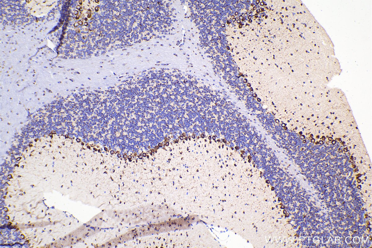Immunohistochemical analysis of paraffin-embedded mouse cerebellum tissue slide using 12255-1-AP (RCAS1 antibody) at dilution of 1:1000 (under 10x lens). Heat mediated antigen retrieval with Tris-EDTA buffer (pH 9.0). Multi-rAb™ Polymer HRP-Goat anti-rabbit Recombinant secondary antibody RGAR011 was used for detection. The staining was performed on Celnovte's CNT360-M1 autostainer.