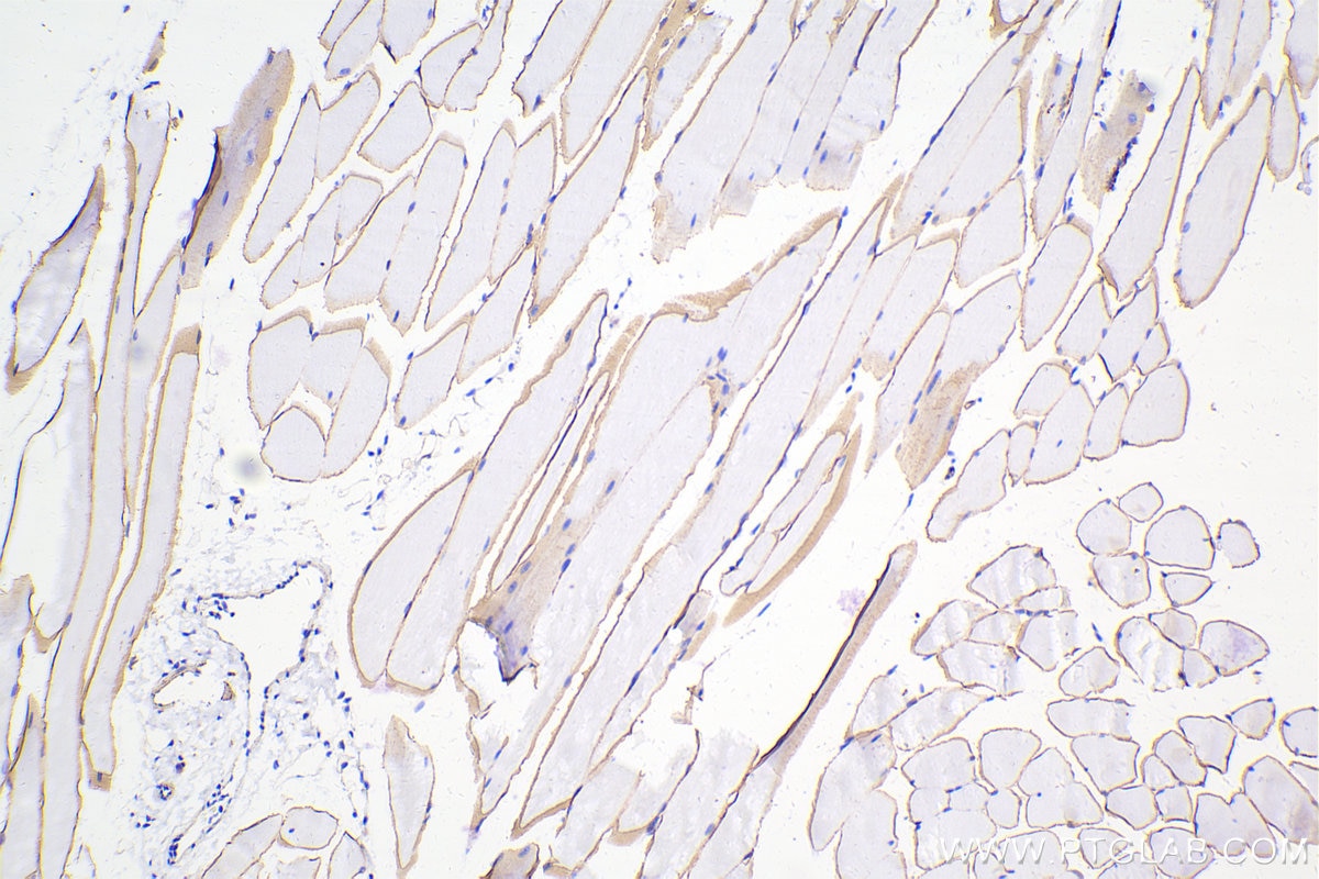 Immunohistochemical analysis of paraffin-embedded mouse skeletal muscle tissue slide using 12715-1-AP (Dystrophin antibody) at dilution of 1:10000 (under 10x lens). Heat mediated antigen retrieval with Tris-EDTA buffer (pH 9.0). Multi-rAb™ Polymer HRP-Goat anti-rabbit Recombinant secondary antibody RGAR011 was used for detection. The staining was performed on Celnovte's CNT360-M1 autostainer.