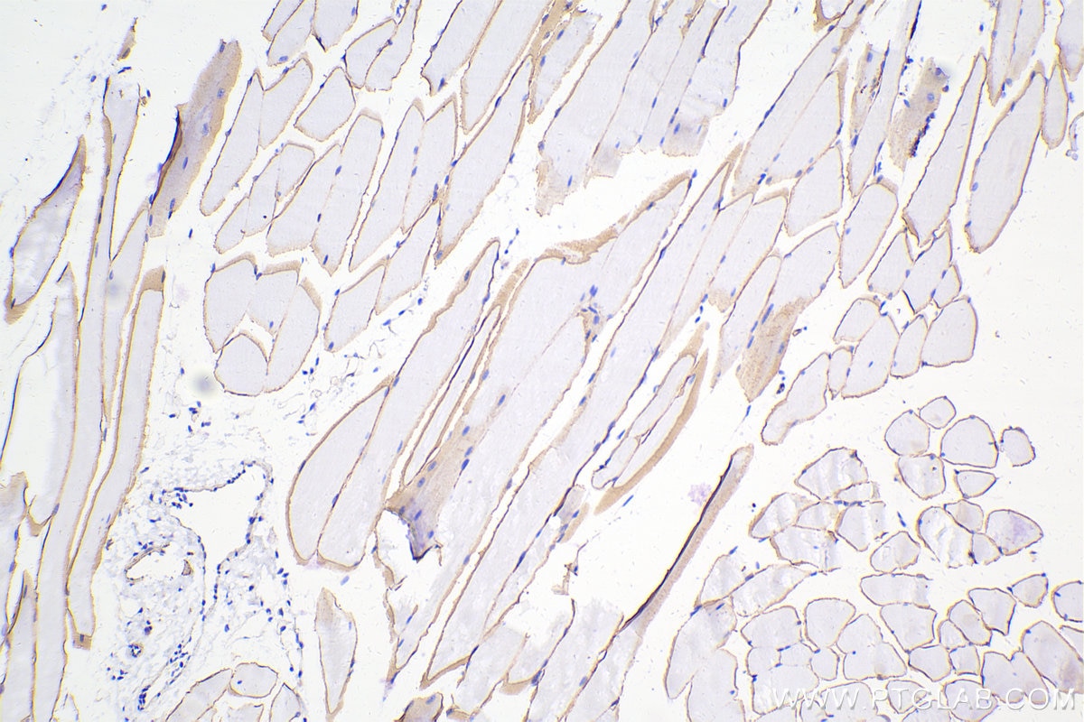 Immunohistochemical analysis of paraffin-embedded mouse skeletal muscle tissue slide using 12715-1-AP (Dystrophin antibody) at dilution of 1:10000 (under 10x lens). Heat mediated antigen retrieval with Tris-EDTA buffer (pH 9.0). Multi-rAb Polymer HRP-Goat anti-rabbit Recombinant secondary antibody RGAR011 was used for detection. The staining was performed on Celnovte's CNT360-M1 autostainer.