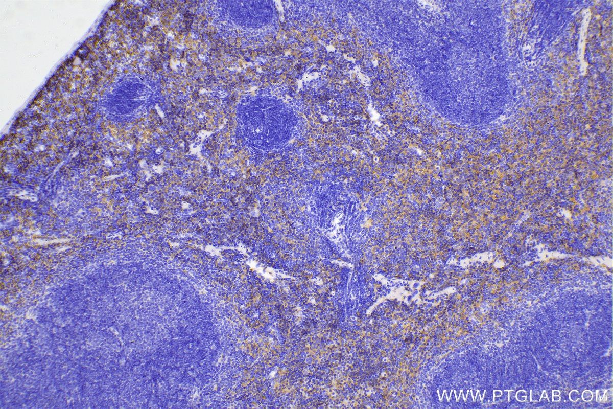 Immunohistochemical analysis of paraffin-embedded mouse spleen tissue slide using 81668-1-RR (F4/80 antibody) at dilution of 1:5000 (under 10x lens). Heat mediated antigen retrieval with Tris-EDTA buffer (pH 9.0). Multi-rAb Polymer HRP-Goat anti-rabbit Recombinant secondary antibody RGAR011 was used for detection. The staining was performed on Celnovte's CNT360-M1 autostainer.