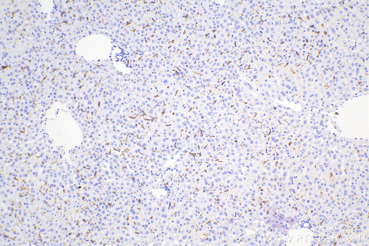 Immunohistochemical analysis of paraffin-embedded mouse liver tissue slide using 81668-1-RR (F4/80 antibody) at dilution of 1:5000 (under 10x lens). Heat mediated antigen retrieval with Tris-EDTA buffer (pH 9.0). Multi-rAb Polymer HRP-Goat anti-rabbit Recombinant secondary antibody RGAR011 was used for detection. The staining was performed on Celnovte's CNT360-M1 autostainer.