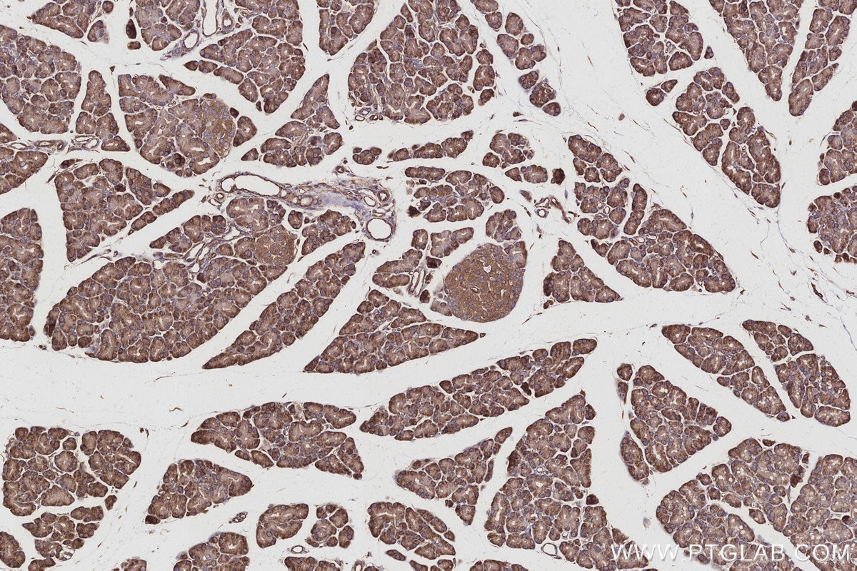 Immunohistochemical analysis of paraffin-embedded rat pancreas tissue slide using KHC2974 (ABI2 IHC Kit).