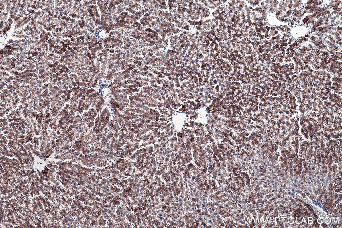 Immunohistochemical analysis of paraffin-embedded rat liver tissue slide using KHC0555 (ACAA1 IHC Kit).