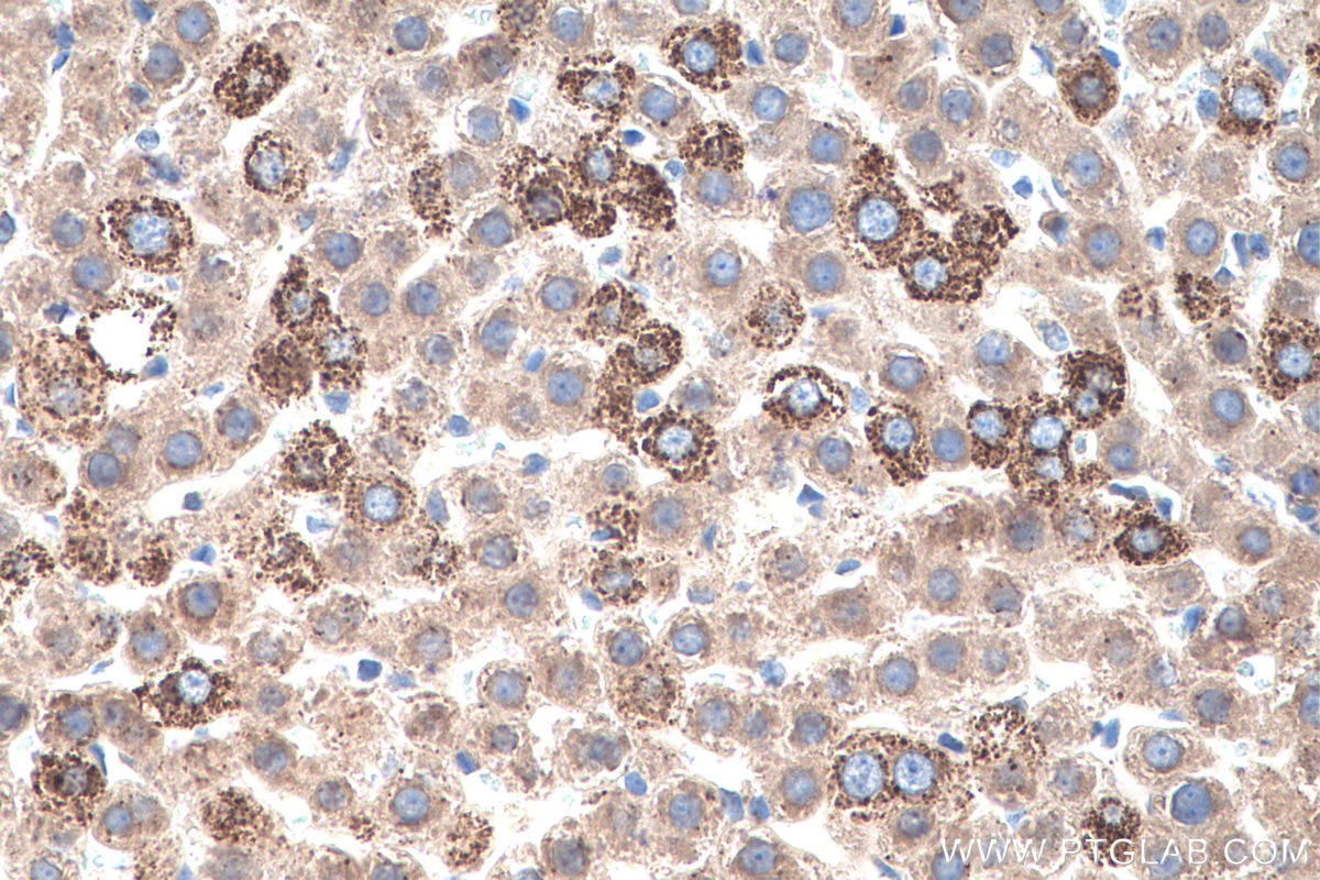 Immunohistochemical analysis of paraffin-embedded rat liver tissue slide using KHC0502 (ACAA2 IHC Kit).