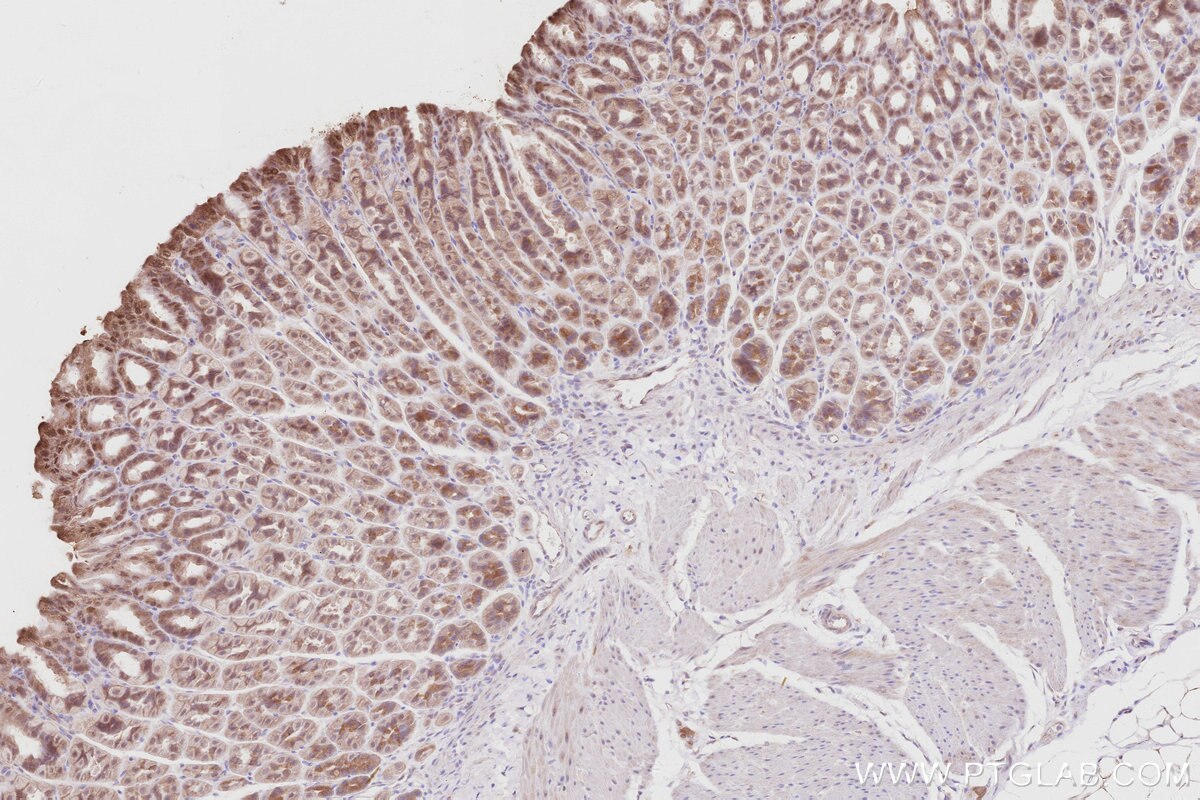 Immunohistochemical analysis of paraffin-embedded mouse stomach tissue slide using KHC2910 (ACBD3 IHC Kit).