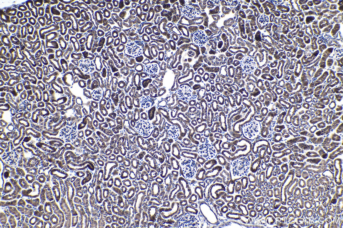 Immunohistochemical analysis of paraffin-embedded mouse kidney tissue slide using KHC1038 (ACOT9 IHC Kit).