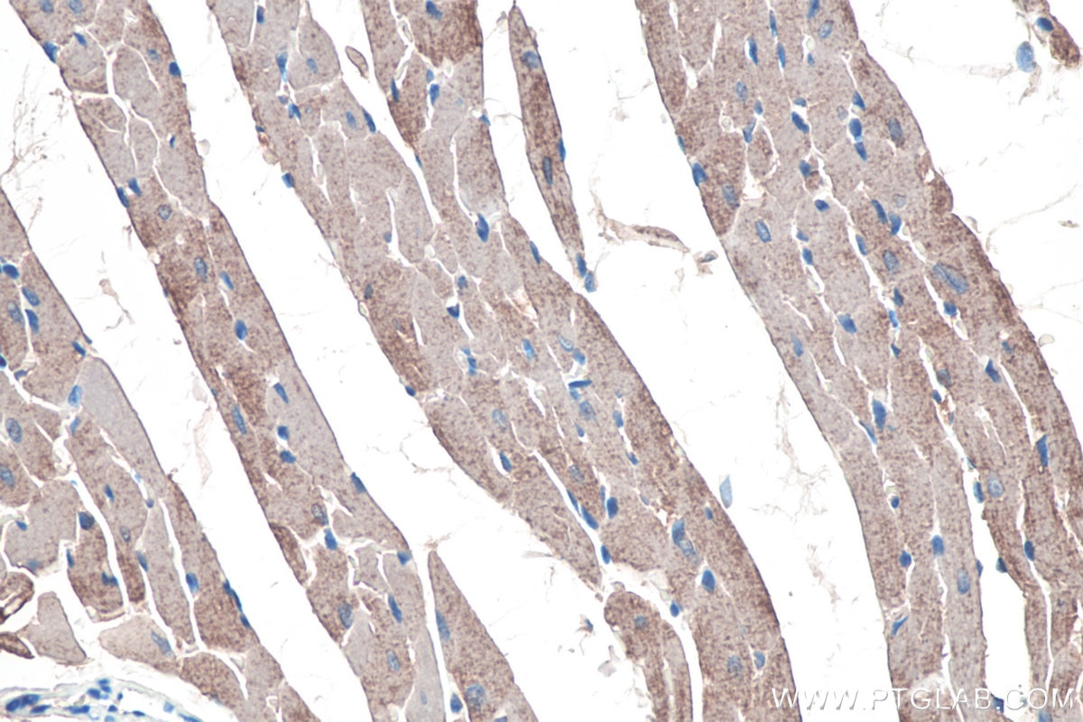 Immunohistochemical analysis of paraffin-embedded rat heart tissue slide using KHC0101 (ACTC1-specific IHC Kit).