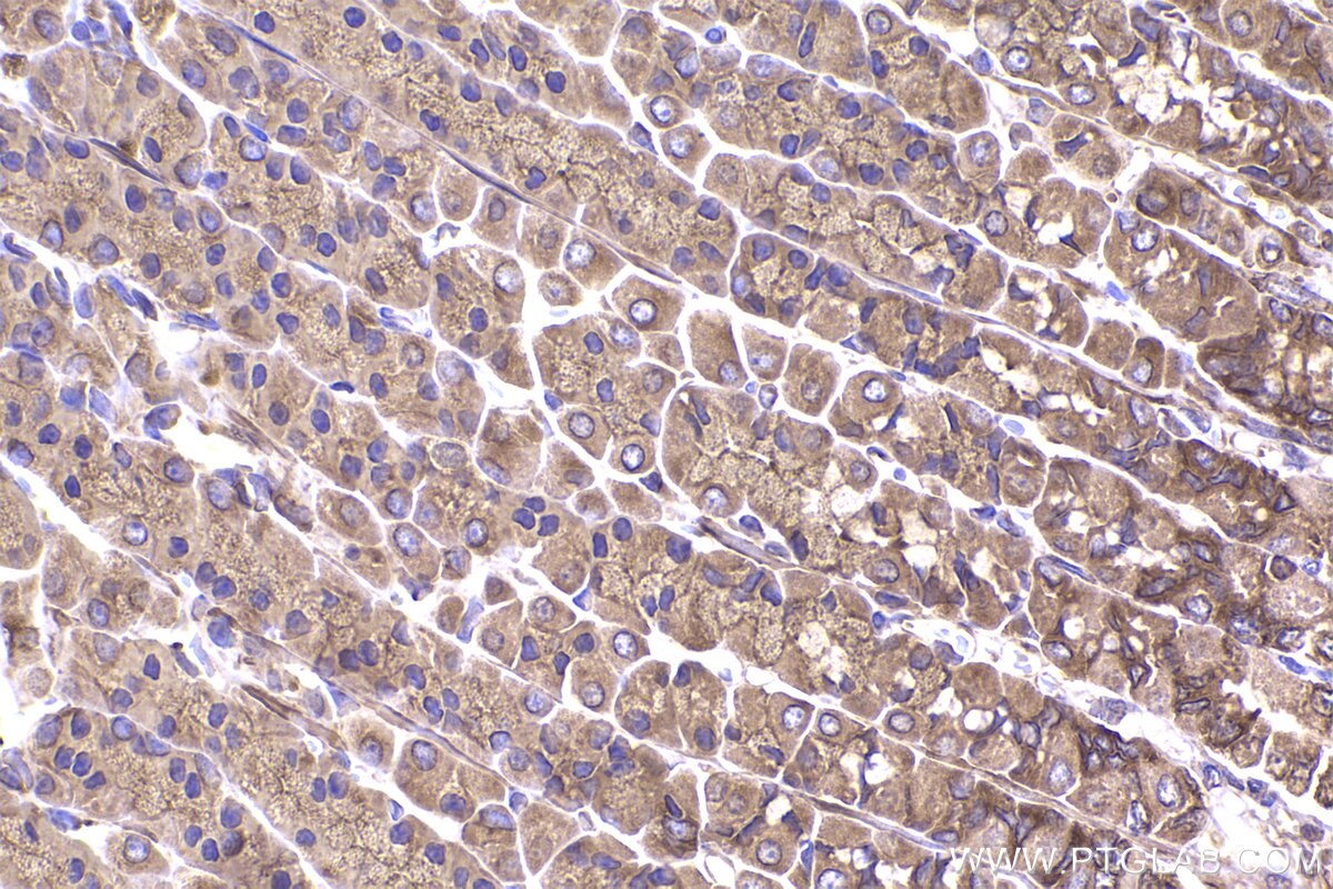 Immunohistochemical analysis of paraffin-embedded rat stomach tissue slide using KHC2338 (ACTR1A IHC Kit).