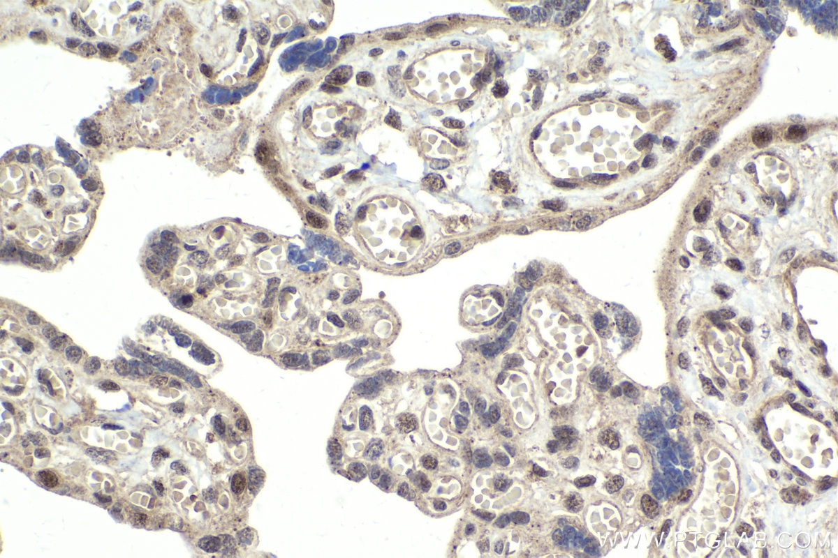 Immunohistochemical analysis of paraffin-embedded human placenta tissue slide using KHC1982 (AFF4 IHC Kit).