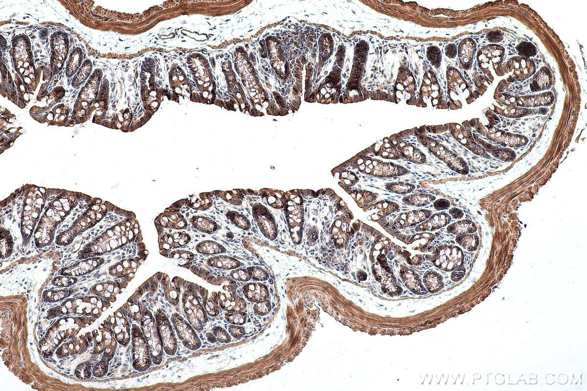 Immunohistochemical analysis of paraffin-embedded mouse colon tissue slide using KHC0693 (AGR3 IHC Kit).