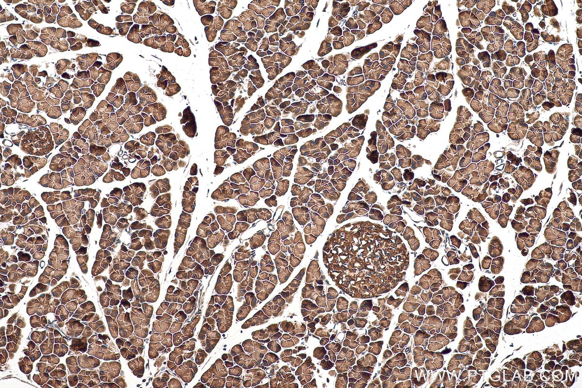 Immunohistochemical analysis of paraffin-embedded mouse pancreas tissue slide using KHC0976 (AHCYL1 IHC Kit).