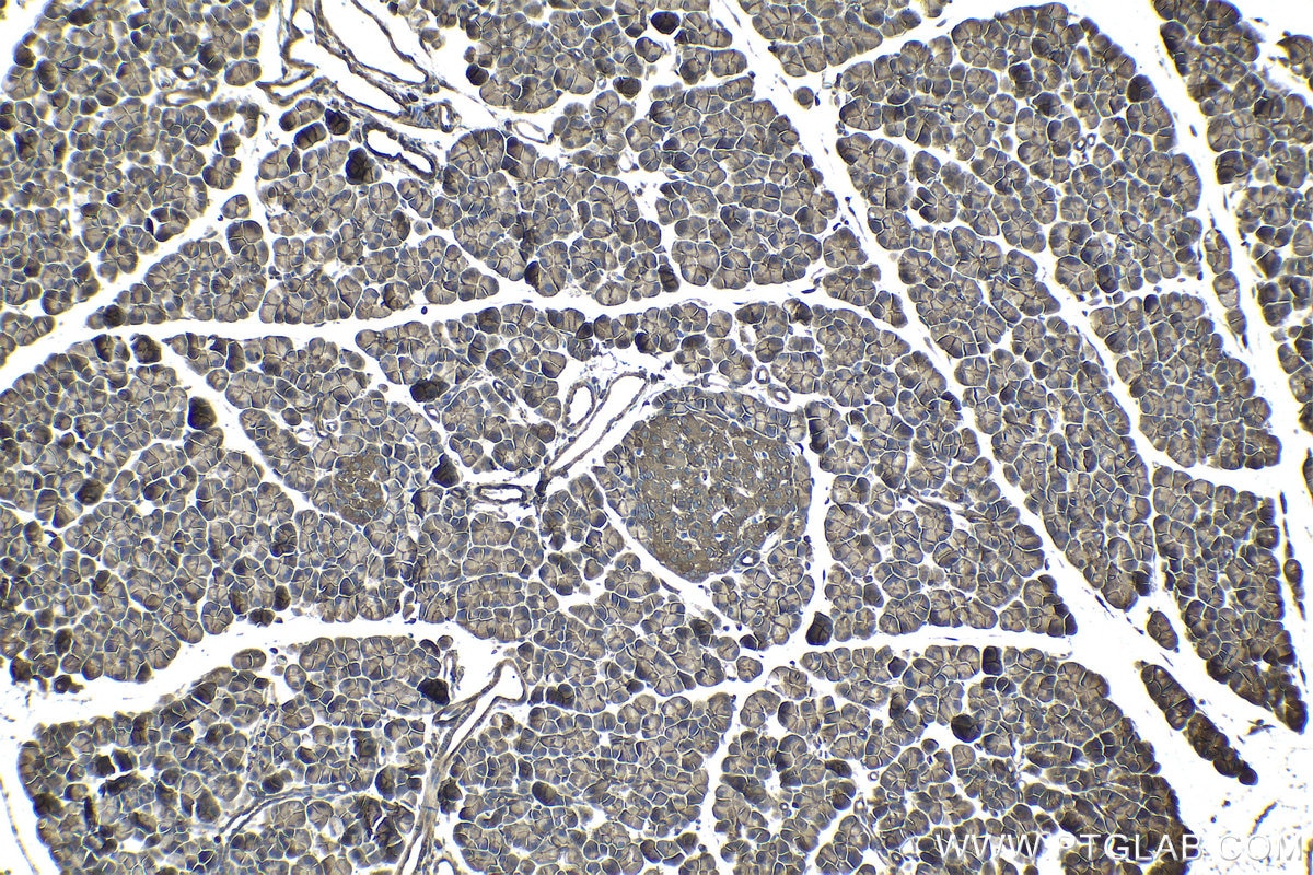 Immunohistochemical analysis of paraffin-embedded rat pancreas tissue slide using KHC0976 (AHCYL1 IHC Kit).