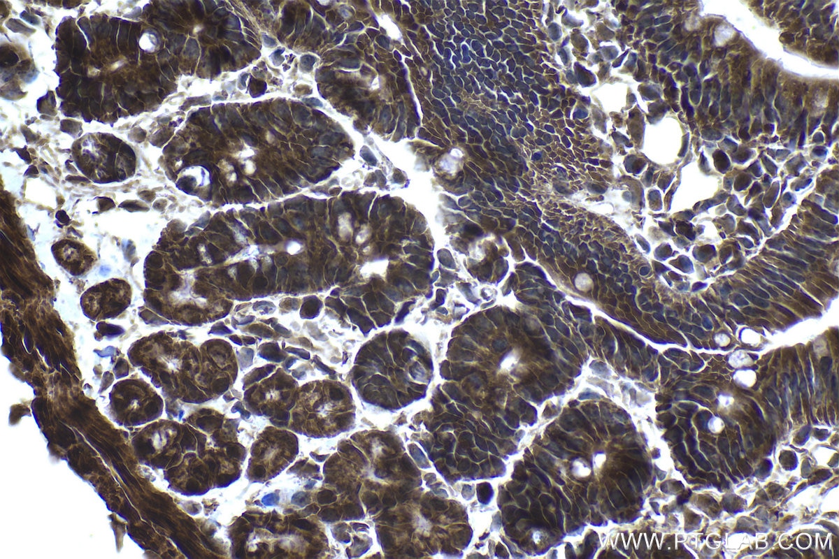 Immunohistochemical analysis of paraffin-embedded mouse small intestine tissue slide using KHC1055 (AHR IHC Kit).