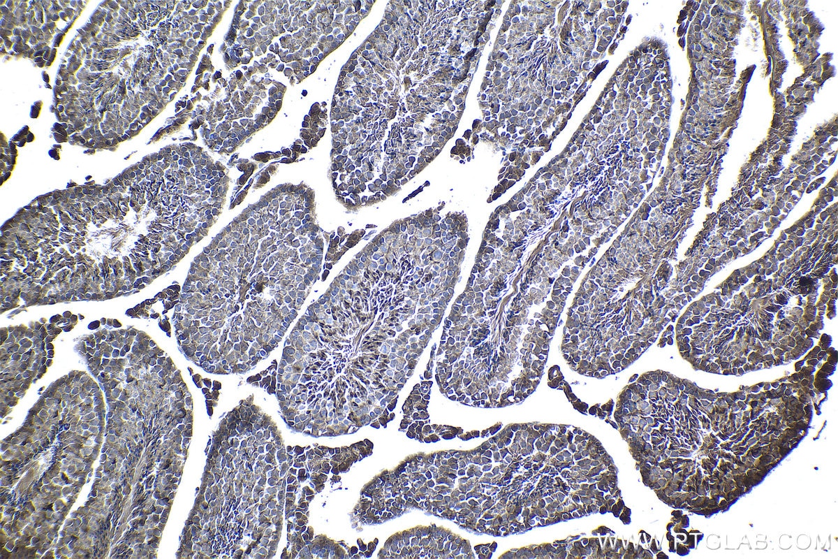 Immunohistochemical analysis of paraffin-embedded mouse testis tissue slide using KHC1055 (AHR IHC Kit).