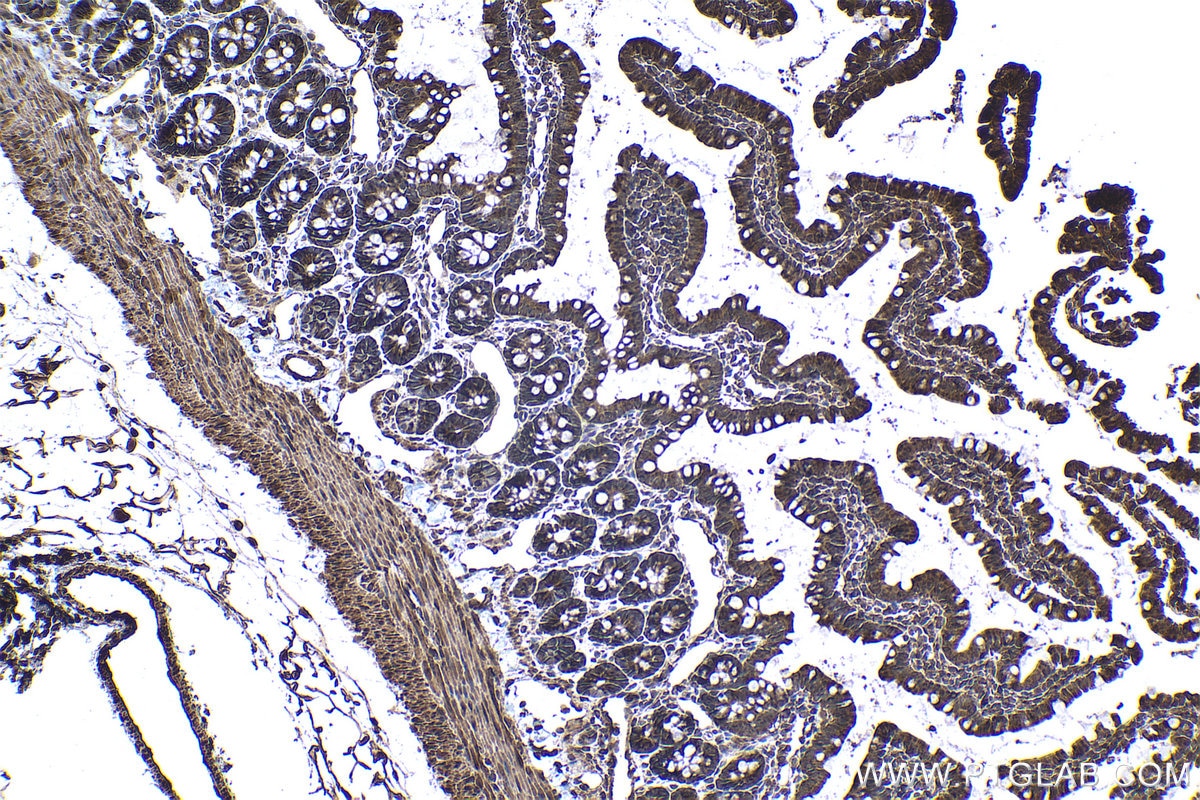 Immunohistochemical analysis of paraffin-embedded rat small intestine tissue slide using KHC1055 (AHR IHC Kit).