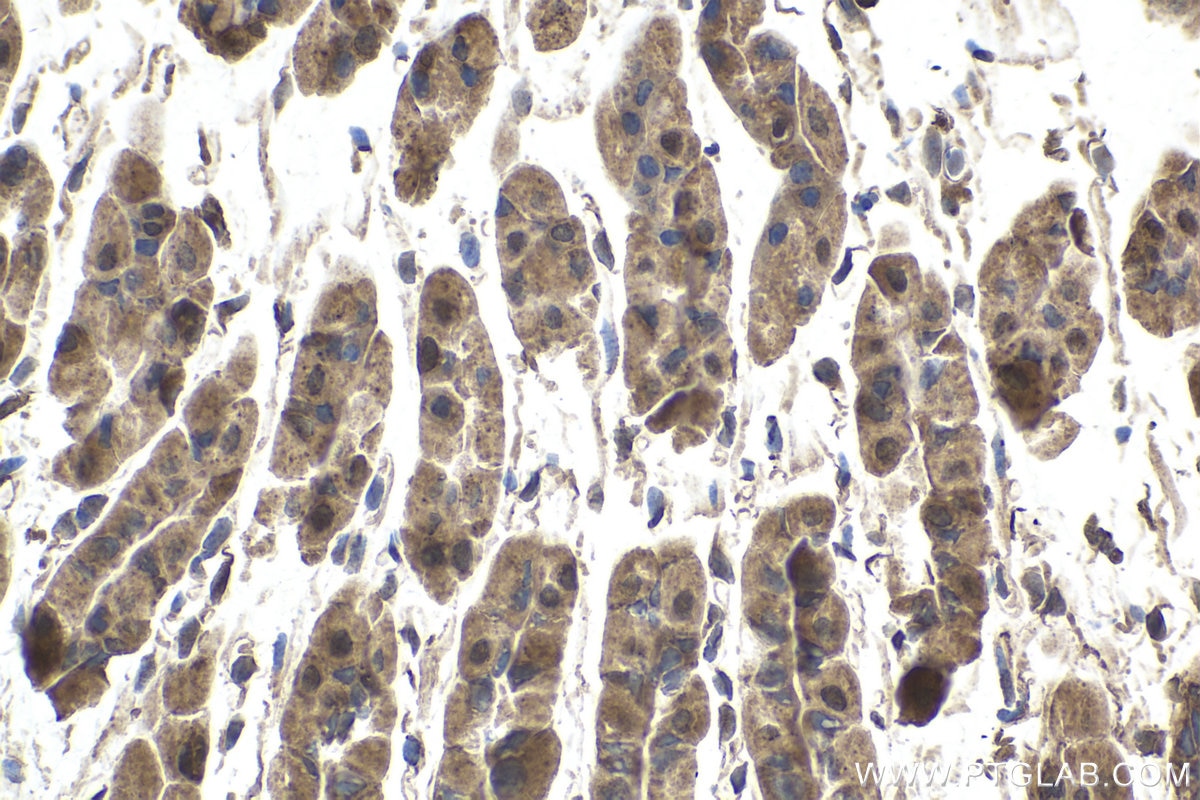Immunohistochemical analysis of paraffin-embedded mouse stomach tissue slide using KHC1901 (AIFM2 IHC Kit).