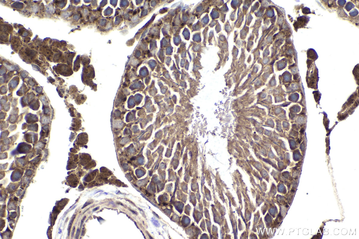 Immunohistochemical analysis of paraffin-embedded rat testis tissue slide using KHC1901 (AIFM2 IHC Kit).
