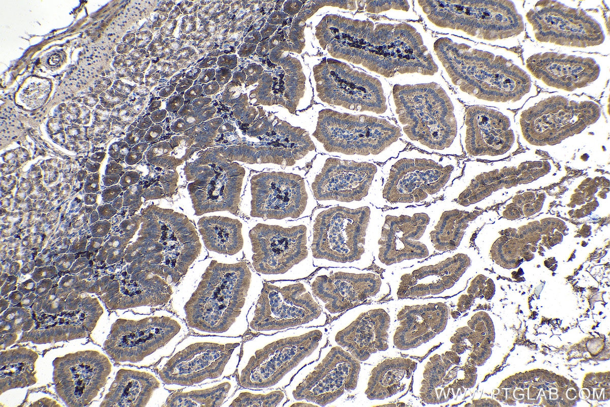 Immunohistochemical analysis of paraffin-embedded mouse small intestine tissue slide using KHC1430 (AIM2 IHC Kit).