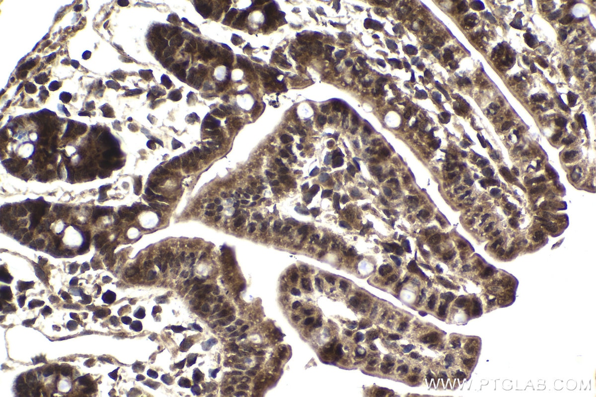 Immunohistochemical analysis of paraffin-embedded mouse small intestine tissue slide using KHC1873 (AJUBA IHC Kit).
