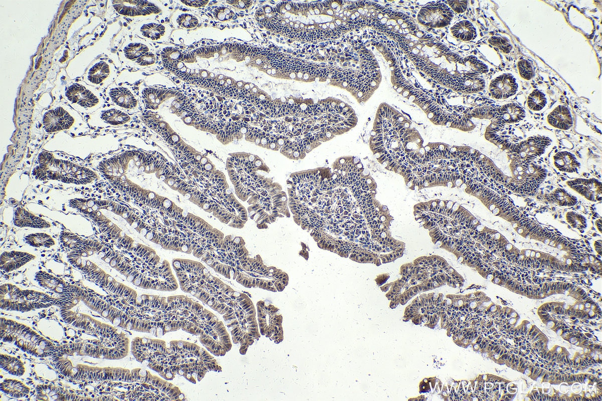 Immunohistochemical analysis of paraffin-embedded rat small intestine tissue slide using KHC1803 (AKNA IHC Kit).