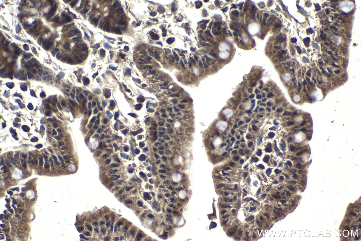 Immunohistochemical analysis of paraffin-embedded mouse small intestine tissue slide using KHC1803 (AKNA IHC Kit).