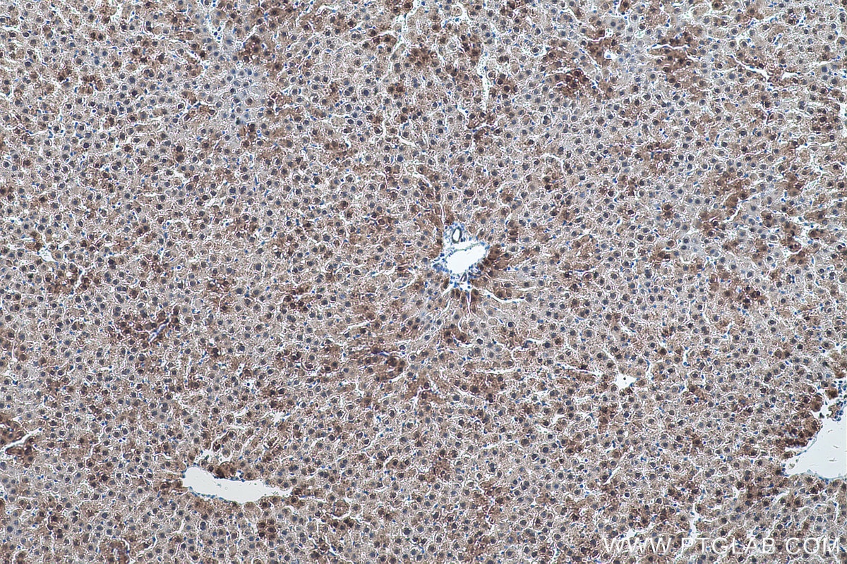 Immunohistochemical analysis of paraffin-embedded rat liver tissue slide using KHC0571 (AKR1A1 IHC Kit).