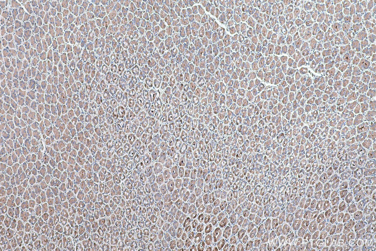 Immunohistochemical analysis of paraffin-embedded rat stomach tissue slide using KHC0665 (AKR1B10 IHC Kit).