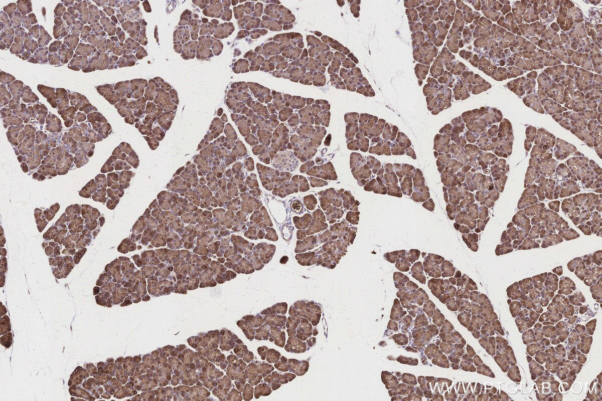 Immunohistochemical analysis of paraffin-embedded rat pancreas tissue slide using KHC3151 (ALDH1L1 IHC Kit).