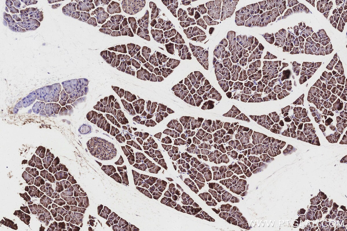 Immunohistochemical analysis of paraffin-embedded mouse pancreas tissue slide using KHC3151 (ALDH1L1 IHC Kit).