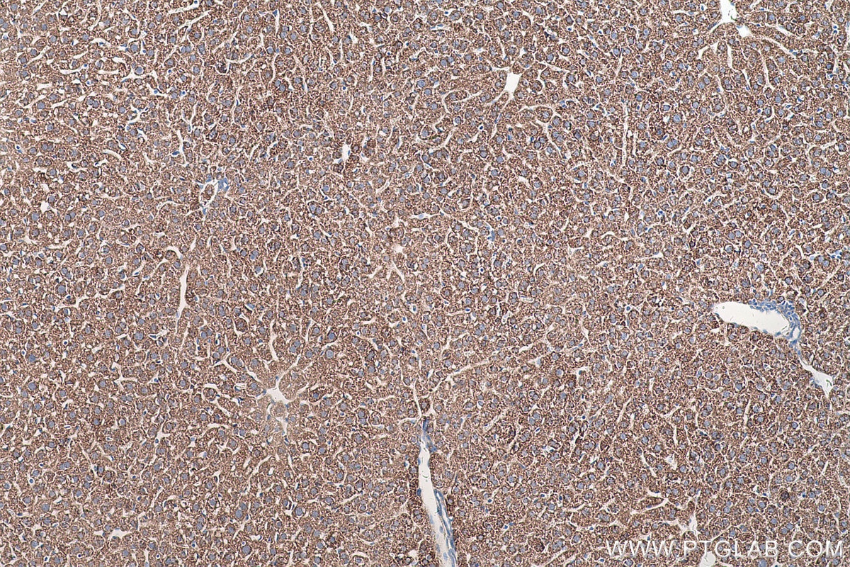 Immunohistochemical analysis of paraffin-embedded mouse liver tissue slide using KHC0525 (ALDH4A1 IHC Kit).