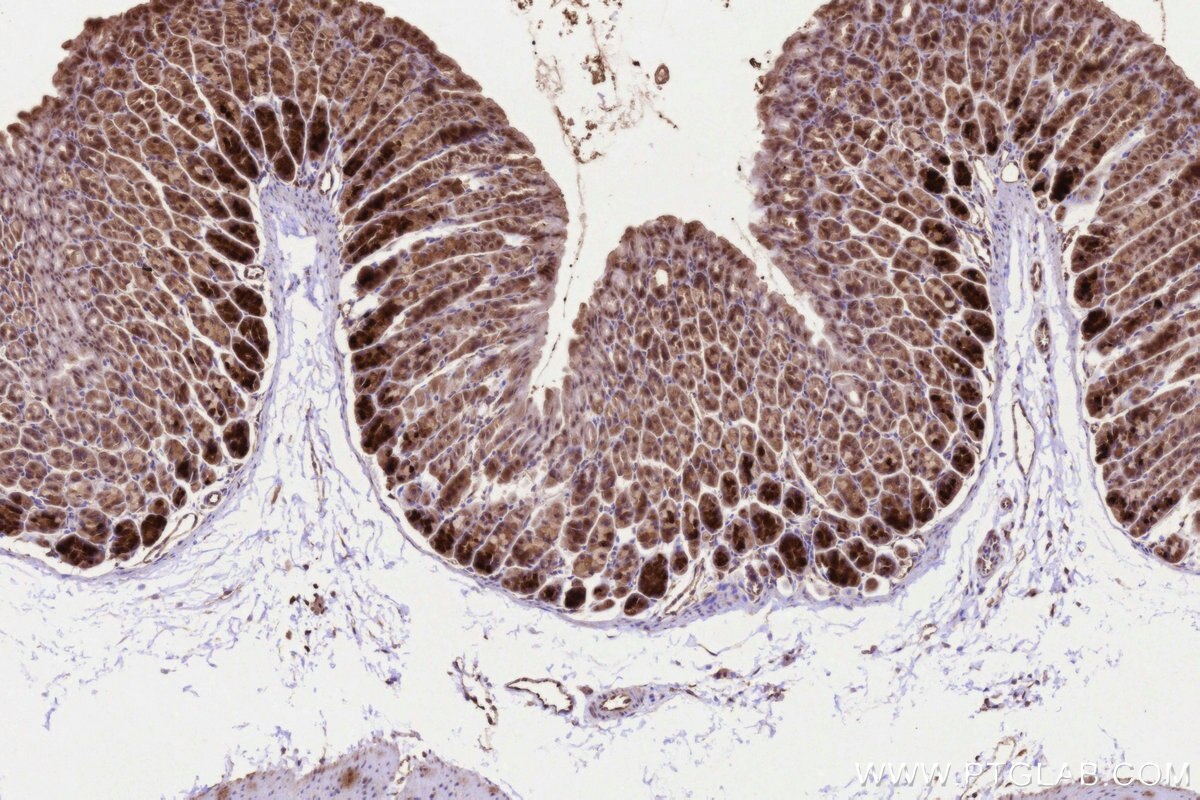 Immunohistochemical analysis of paraffin-embedded mouse stomach tissue slide using KHC3231 (ALR IHC Kit).