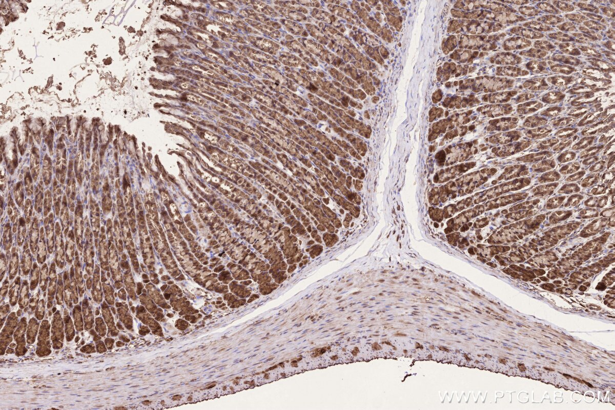 Immunohistochemical analysis of paraffin-embedded rat stomach tissue slide using KHC3231 (ALR IHC Kit).